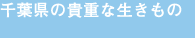 ��t���̋M�d�Ȑ�������