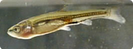 ふれあい松戸川で捕獲されたモツゴの稚魚