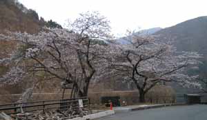 桜が満開の二瀬ダム