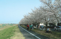 桜並木が整備され、良好な環境が実現した大丸第一地区（平成18年4月）