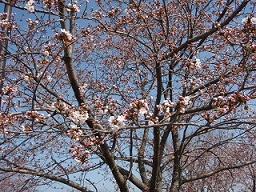 パノラマ公園の桜