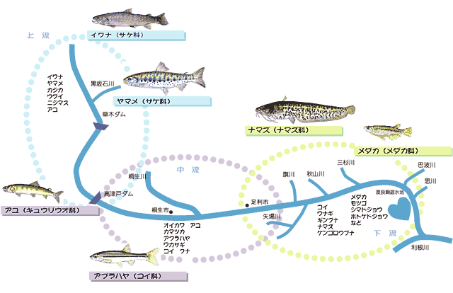渡良瀬川にすむ魚