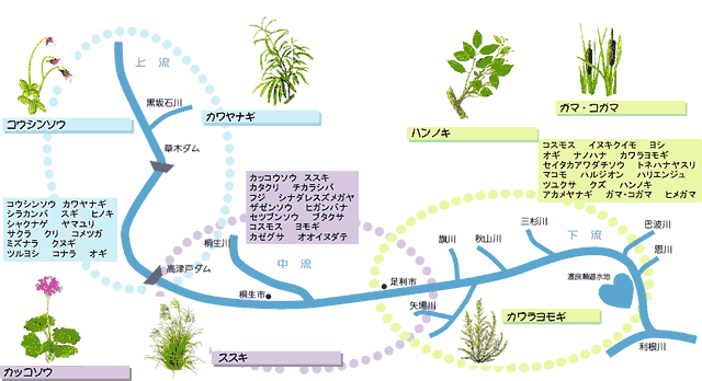 渡良瀬川の植物