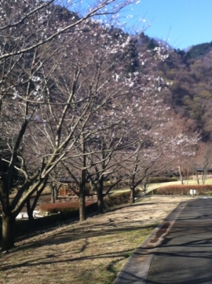 桜(1)