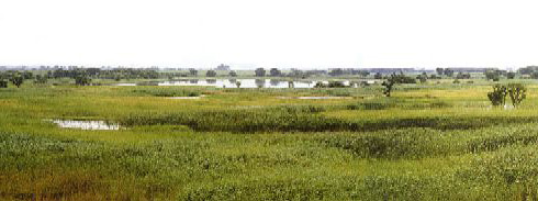 豊かなヨシ原と湿地の環境
