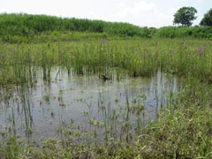 湿地再生試験地の様子