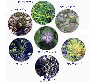 植物の7つの写真