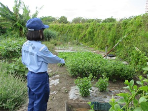 不法耕作（野菜の栽培）を確認