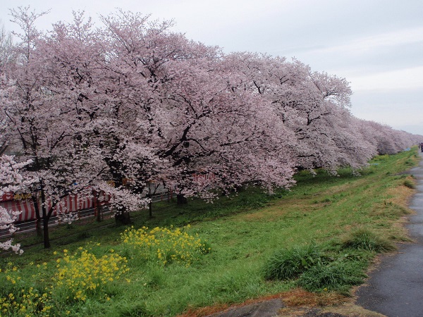 荒川大橋周辺の桜です。写真奥まで桜並木が続いています。
