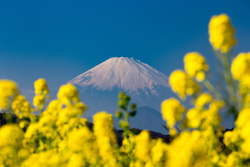 神奈川県　小林様「菜の花と富士」 