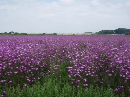 ポピー畑に隣接する麦なでしこ畑では、薄紫色の麦なでしこが咲き誇っています。