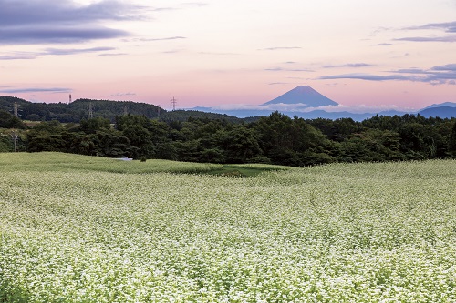 そばの花と富士山