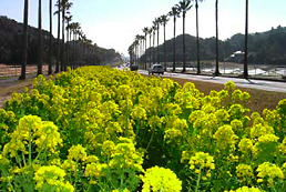●開花状況(平成 18年3月)