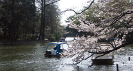 石神井池