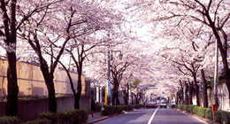 学園通りの桜並木