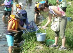 川の生き物調査のようす（坂川レンガ橋付近）