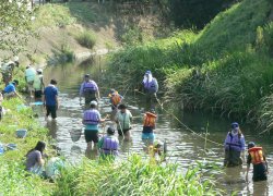 川の生き物調査のようす（坂川レンガ橋付近）