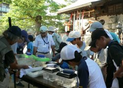 生き物の解説（松戸神社）