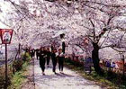 権現堂堤の桜並木