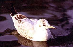 ユリカモメ