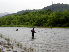 鮎釣り(大子町　宮平橋付近)