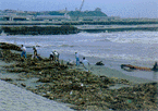 大量の流木が打ち上げられた大洗海岸（河口右岸）