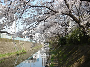 B9.坂川さくら並木（松戸神社周辺） （千葉県松戸市）