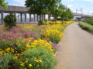 B13.坂川 矢切 四季の道　（千葉県松戸市）