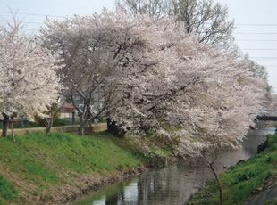 C1.桜並木（新坂川緑道）　（千葉県松戸市）