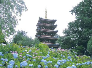 G1.本土寺（あじさい寺）　（千葉県松戸市）