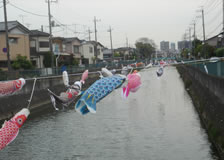 坂川こいのぼり