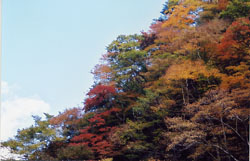 中津川の紅葉