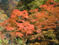 豆焼の紅葉