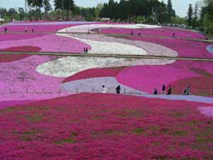 羊山公園「芝桜の丘」