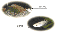 魚たちもたくさん戻ってきています！