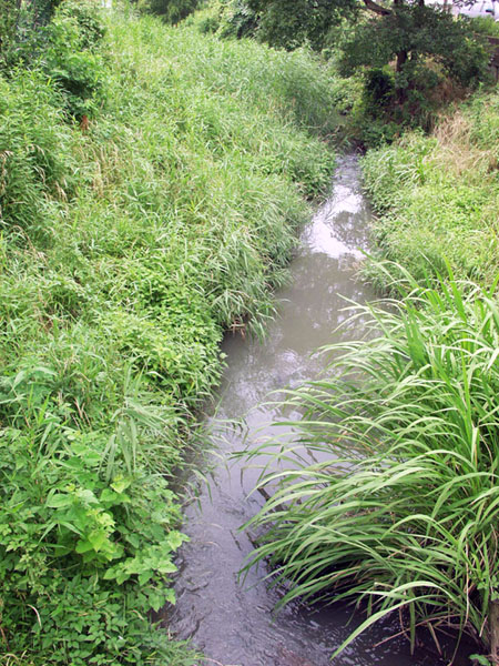 古川橋から見た水面