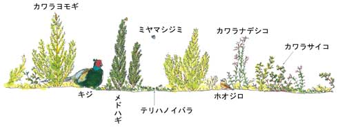 砂れきの草地