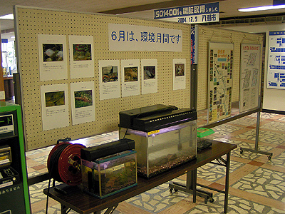 綾瀬川で捕獲した魚等の展示