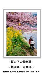 桜の下の散歩道