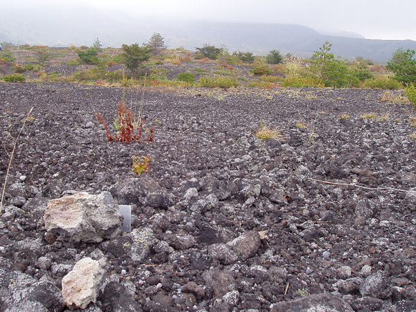 火口から北東「六里ヶ原休憩所」方向、約３．９Km（標高１４００ｍ）付近で発見した軽石