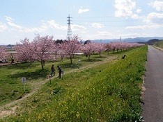 北浅羽桜堤の安行寒桜