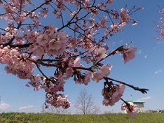 安行寒桜が満開です