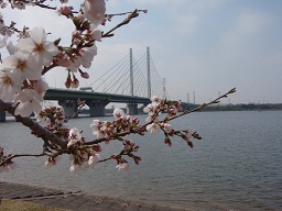 桜と幸魂大橋