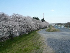 越辺川に架かる八幡橋上流の桜