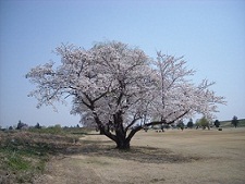 こちらは一本で咲いています