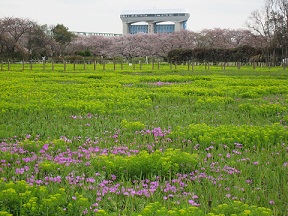 サクラソウと桜、そしてさくらそう水門