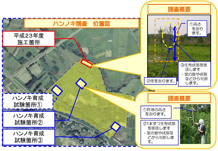 ハンノキ調査の概要