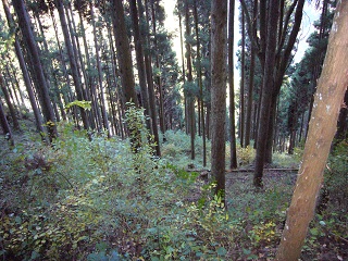 間伐された山林