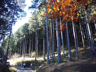 間伐された理想的な山林