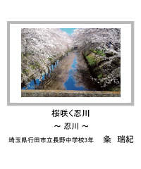 佳作　桜咲く忍川　―忍川―　埼玉県行田市立長野中学校3年　粂　瑞紀